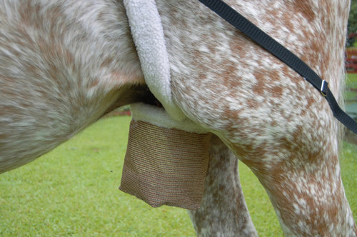 Donkey/ Pony